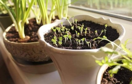 Как правильно растить салат на подоконнике