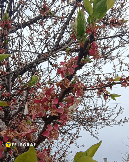 Цветение абрикоса