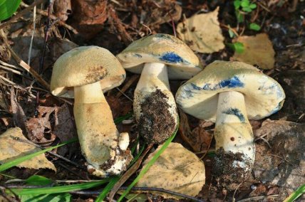 Гиропор синеющий. Фото: vlisi.com.ua