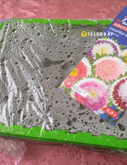 Как правильно сеять астру, чтобы взошли все семена