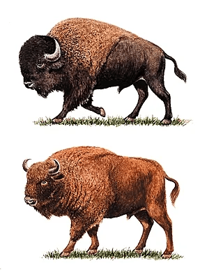 Сравнение бизона и зубра