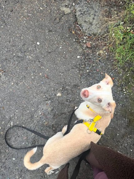 Собака без жетона, Львов