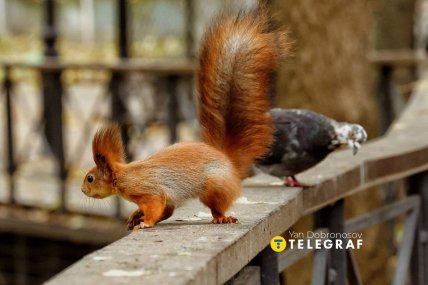 Белочка в Киеве