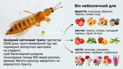 Яким рослинам загрожує західний квітковий трипс, інфографіка
