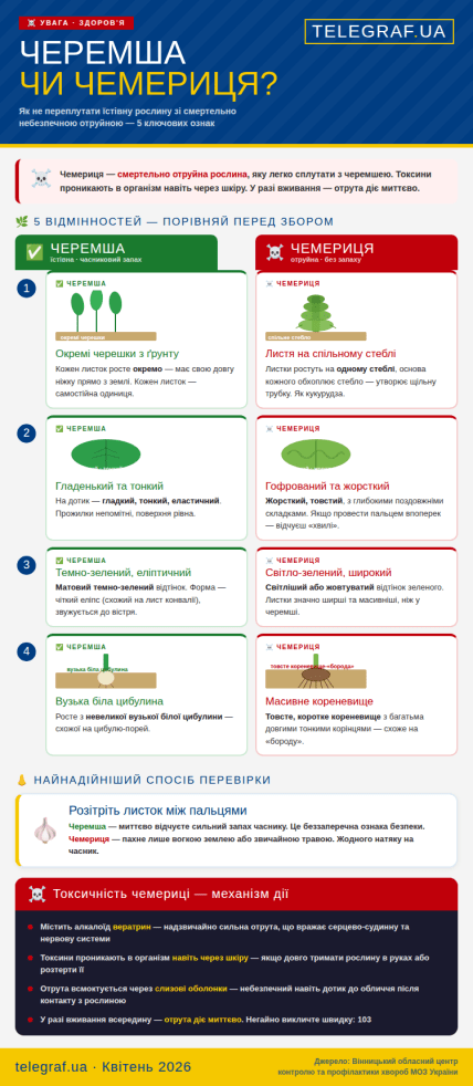 Як відрізнити черемшу від чемериці