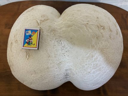 Дождевик в форме ягодиц