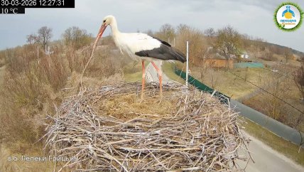 лелека мостить гніздо