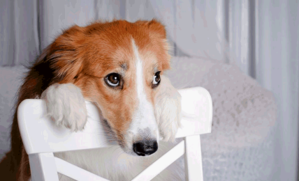 Винуваті очі у собаки