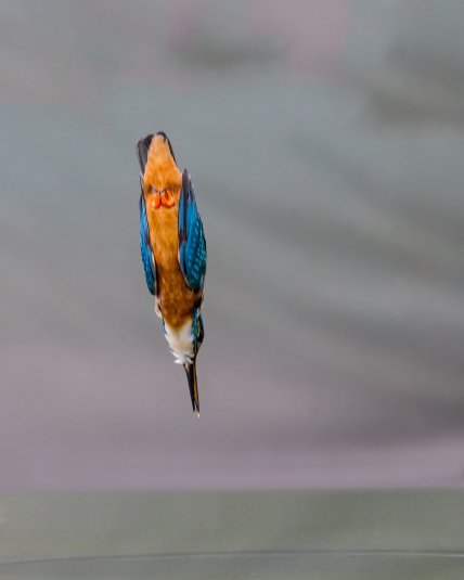 Зимородок во время атаки