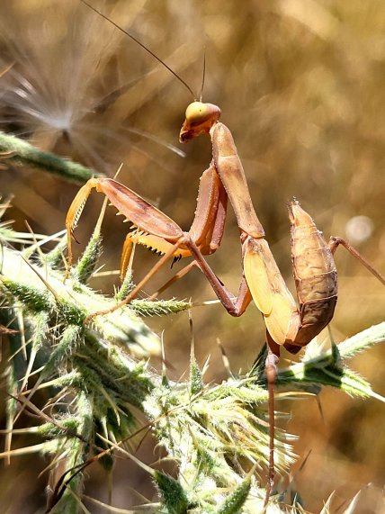 Коричневый богомол