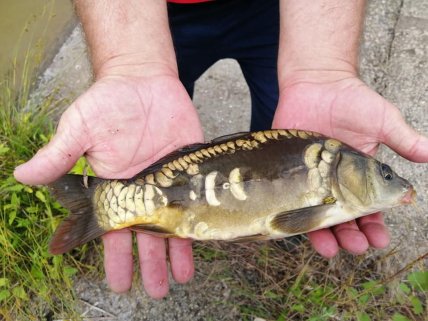 Человек, держащий зеркальный карп