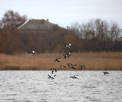 Гоголь зеленоголовый, как выглядит