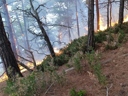 Пожежа біля палацу Путіна