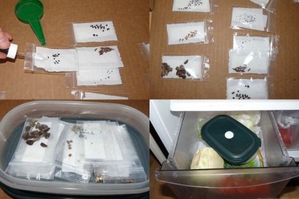 рассада семена стратификация