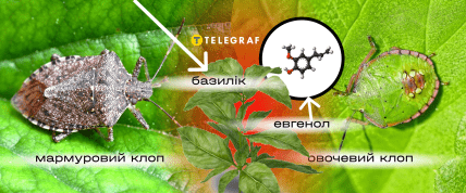 Как избавиться от клопов