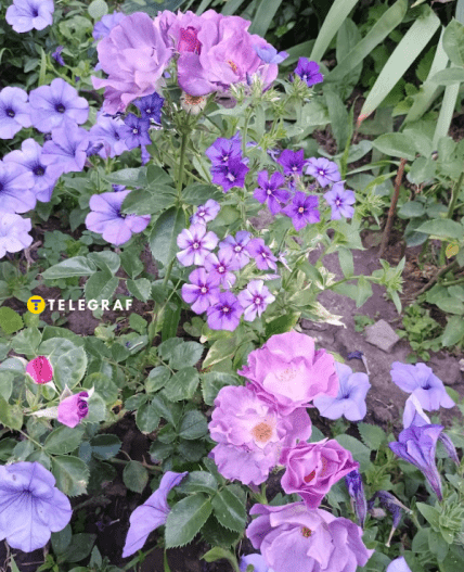 Флокс Бьюті Блу, петунія Івнінг Сенсейшен і троянда Блю фо ю