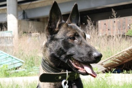 Собака Жасмин работает в украинской разведке