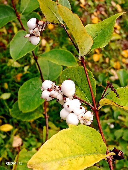 фото снежноягодника белого