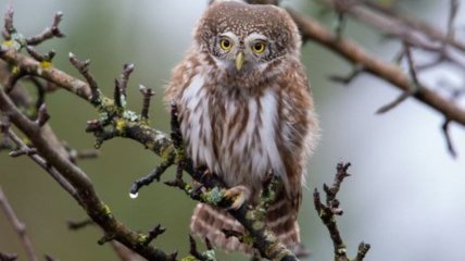 Воробьиного сыча увидели в Чернобыльском заповеднике