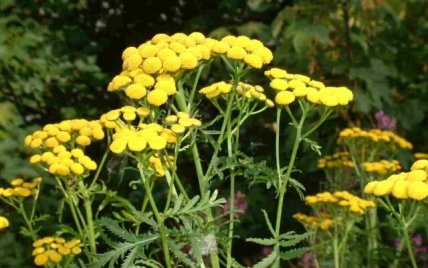 Троица (Пятидесятница): целебные свойства трав - изображение №5