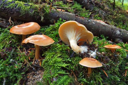 Говорушка перевернутая