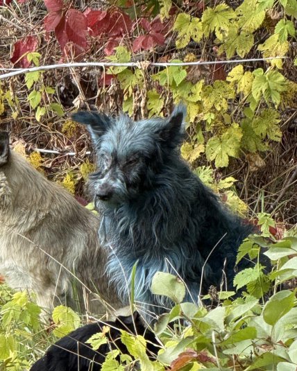В Чернобыле собаки стали синие