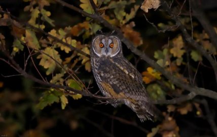Вухата сова у Кривому Розі
