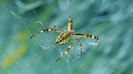 Паук аргиоп тигровый