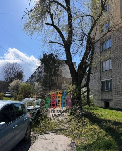 У Львові впало дерево