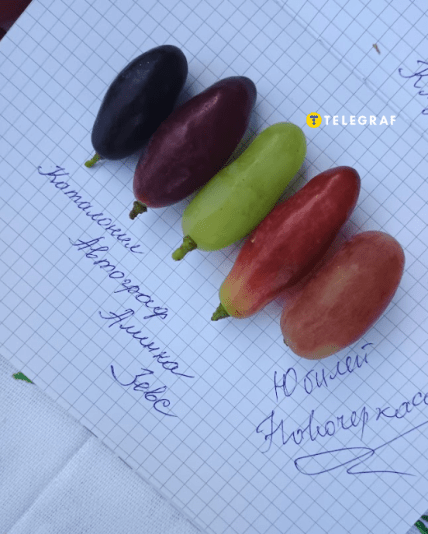 Виноград Каталония, Алинка, Зевс, Юбилей Новочеркасска, Автограф Калугина размеры