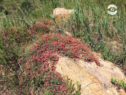 Ефедра двоколоскова вкрила схили
