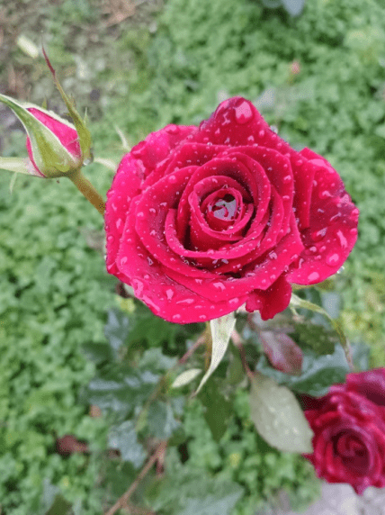 Чайно-гібридний сорт троянд Блек Меджік