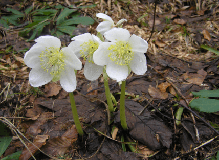 Морозник чорний отруйний