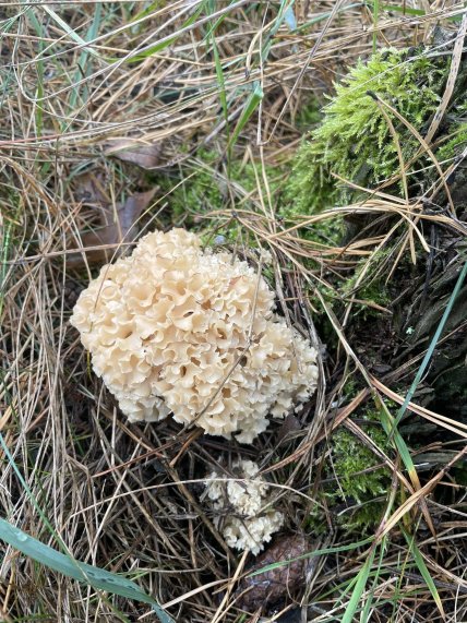 Листочня кучерява