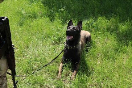 Собака Жасмин работает в украинской разведке