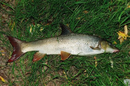 Який вигляд має марена