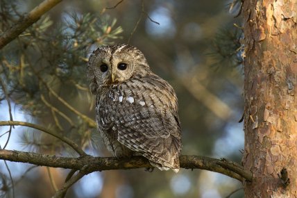Сова сіра