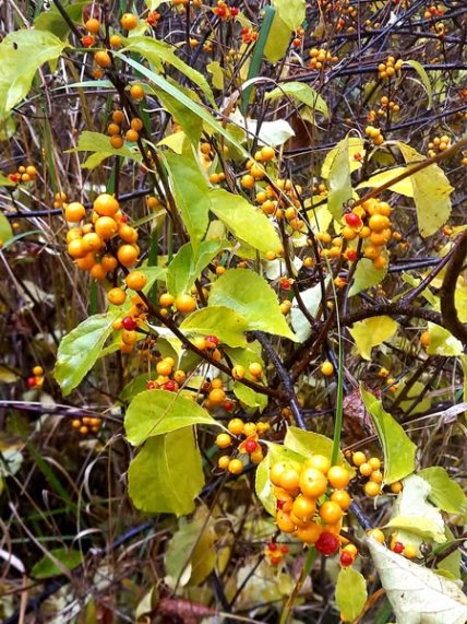 Древогубец