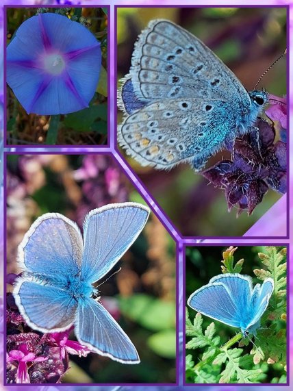 Синевец Икар