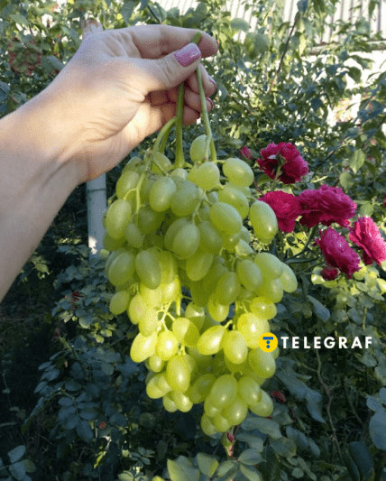 Виноград кишмиш Століття