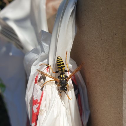 Європейська паперова оса