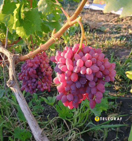 Виноград Велес