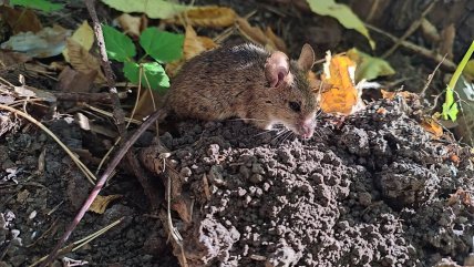 Полевые мыши в Тернопольской области
