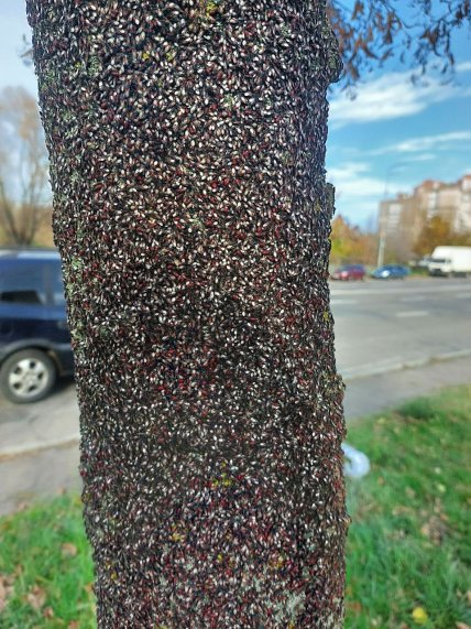 Липовий клоп у Києві