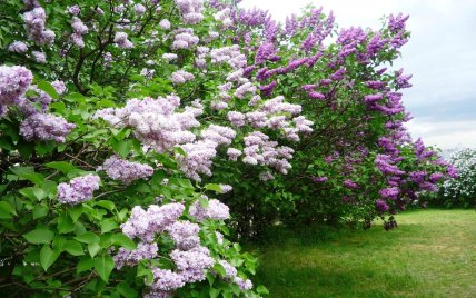 Какие растения обрезать в феврале