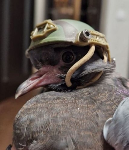 Ворона в шоломі