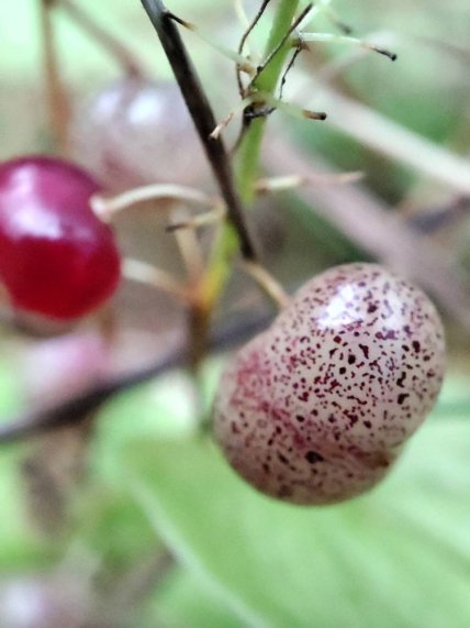 Ягоди веснівки дволистої