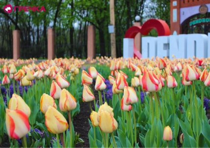 Тюльпаны в Киевской области