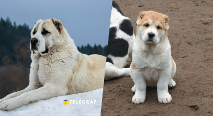 Собака породи алабай