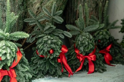 Новогодние елки в Киеве